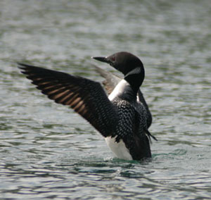 Loon Dance 2