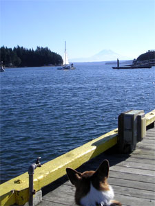Bear watches departure