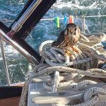 Kestrel Magic