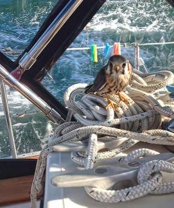 The feathered passenger rests on a spareline under the dodger.