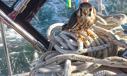 Kestrel Magic