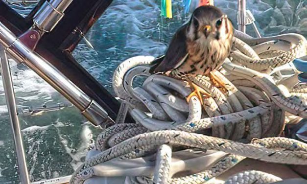 Kestrel Magic