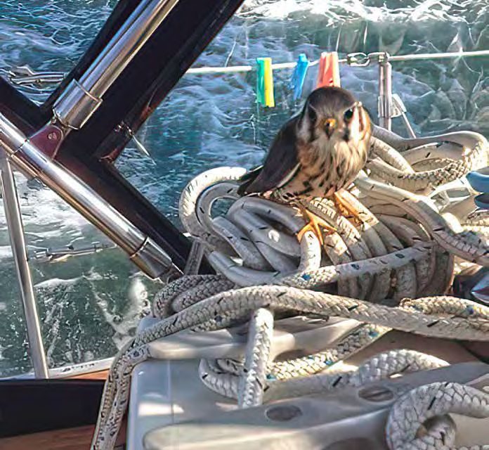 Kestrel Magic