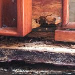 Termite Trouble