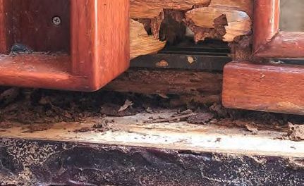 Termite Trouble