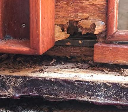 Termite Trouble
