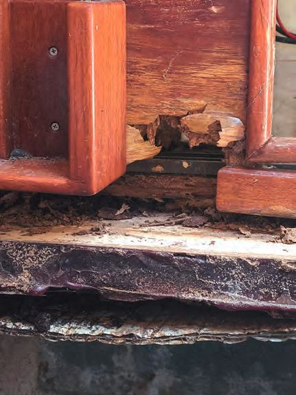 Termite Trouble