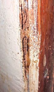 boat termites
