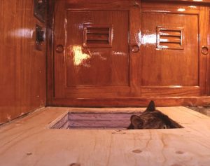 Avocet's boat cat, Cleo, inspects the couple's handiwork.