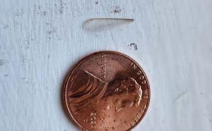 Formosan termite wings are light and papery, and are typically shed near entry points like hatches and windows.