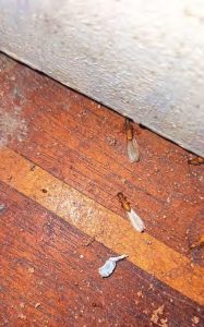 Numerous colonies often swarm on the same night, resulting in an airborne flood of termites.