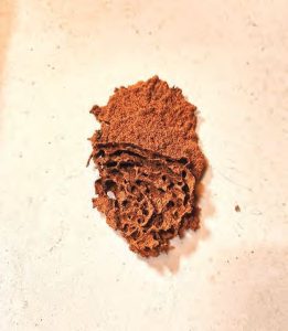 Formosan termites can build dense, intricate nests even in narrow or confined spaces.