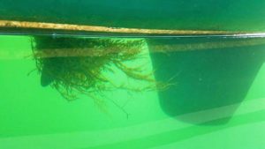 Rockweed entangles Ora Kali’s prop