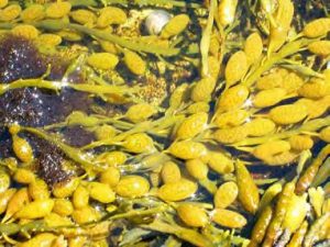 A close-up image shows the air bladdersthat enable rockweed to float