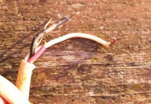 electrical wire