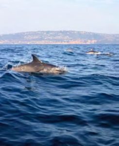 dolphin in water