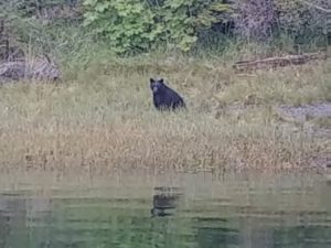 black bear in grass