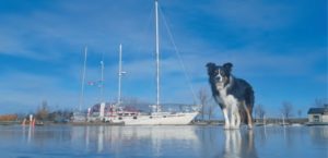 dog on ice