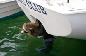 raccoon on boat