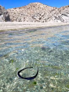 sunglasses in water