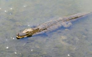 alligator in water