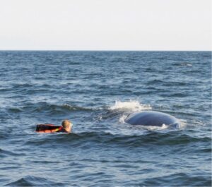 man swimming toward a whale