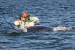 man in boat helping a whale