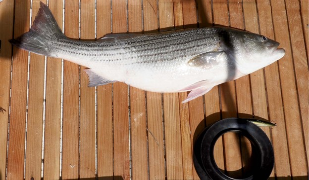 striper fish