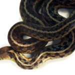 Picture of a snake