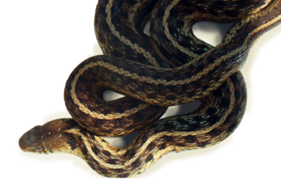 Picture of a snake