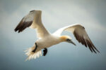 Wonders of nature abounded — porpoises, blue penguins, bioluminescence — but gannets, above, may have been the stars.