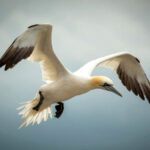 Wonders of nature abounded — porpoises, blue penguins, bioluminescence — but gannets, above, may have been the stars.
