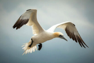 Wonders of nature abounded — porpoises, blue penguins, bioluminescence — but gannets, above, may have been the stars.