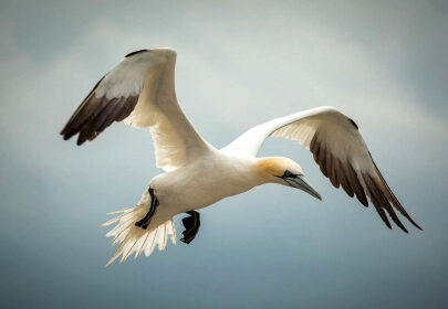 Wonders of nature abounded — porpoises, blue penguins, bioluminescence — but gannets, above, may have been the stars.