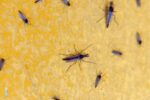 A selection of midges on the fender of the boatyard tractor appears to be at least two kinds. The male midges have fluffy antennae, the ladies don’t.