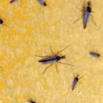 A selection of midges on the fender of the boatyard tractor appears to be at least two kinds. The male midges have fluffy antennae, the ladies don’t.
