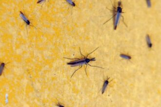 A selection of midges on the fender of the boatyard tractor appears to be at least two kinds. The male midges have fluffy antennae, the ladies don’t.