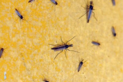 A selection of midges on the fender of the boatyard tractor appears to be at least two kinds. The male midges have fluffy antennae, the ladies don’t.