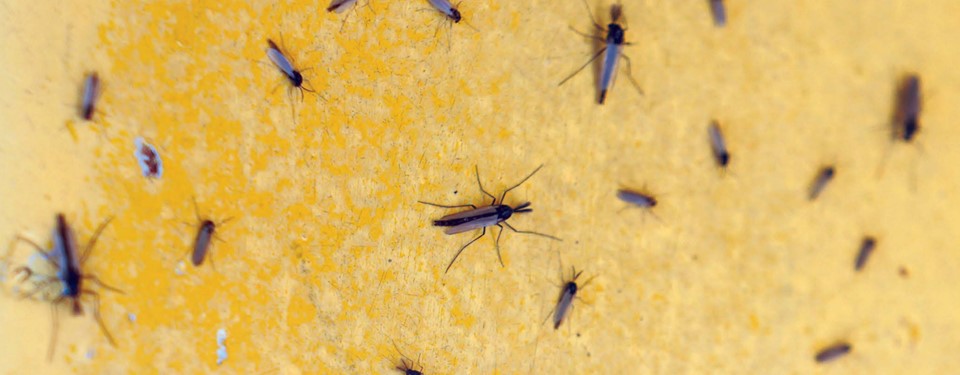 A selection of midges on the fender of the boatyard tractor appears to be at least two kinds. The male midges have fluffy antennae, the ladies don’t.