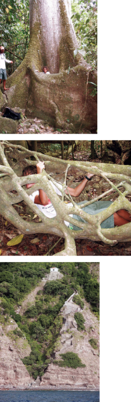On their way, supposedly, to Grenada, the crew of Eurisko made little progress against headwinds and ended up in Statia, where the boys clambered around the roots of giant trees, at top and center. Saba, with its 800 steps, at left, provided respite for one night.