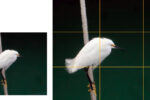 Instead of centering the subject, use the Rule of Thirds. With the bird in the left third, your eye instinctively looks toward the right third . . . where the bird is looking. Some cameras can show the grid in the viewfinder to help with composition.