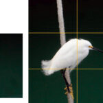 Instead of centering the subject, use the Rule of Thirds. With the bird in the left third, your eye instinctively looks toward the right third . . . where the bird is looking. Some cameras can show the grid in the viewfinder to help with composition.