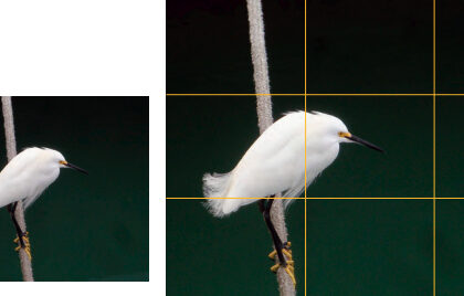 Instead of centering the subject, use the Rule of Thirds. With the bird in the left third, your eye instinctively looks toward the right third . . . where the bird is looking. Some cameras can show the grid in the viewfinder to help with composition.