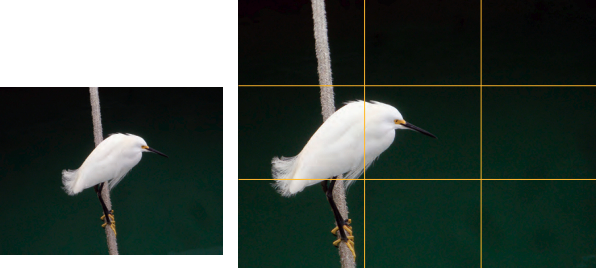 Instead of centering the subject, use the Rule of Thirds. With the bird in the left third, your eye instinctively looks toward the right third . . . where the bird is looking. Some cameras can show the grid in the viewfinder to help with composition.