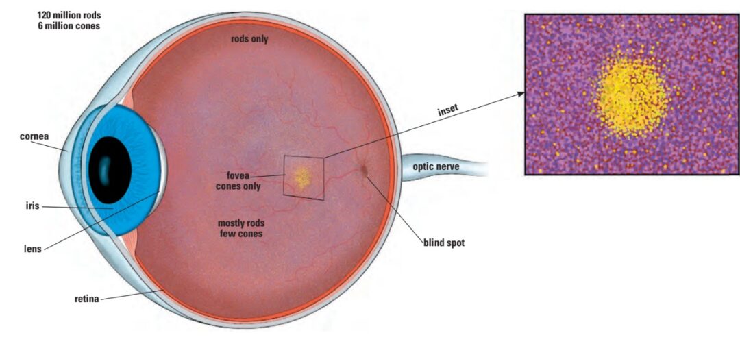 Cones (yellow) are concentrated at the rear of the retina in the fovea. They provide detail resolution and color but need lots of light. Rods (purple) dominate the rest of the retina. They do not provide color or fine resolution but are more sensitive to light than cones and provide motion detection and night vision.