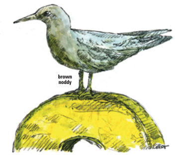 brown noddy