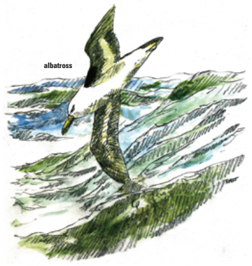 albatross