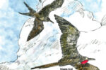 frigate bird