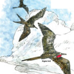 frigate bird