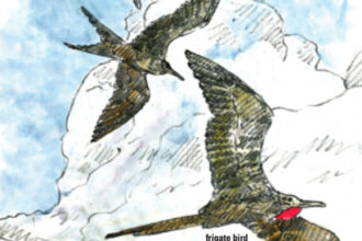 frigate bird